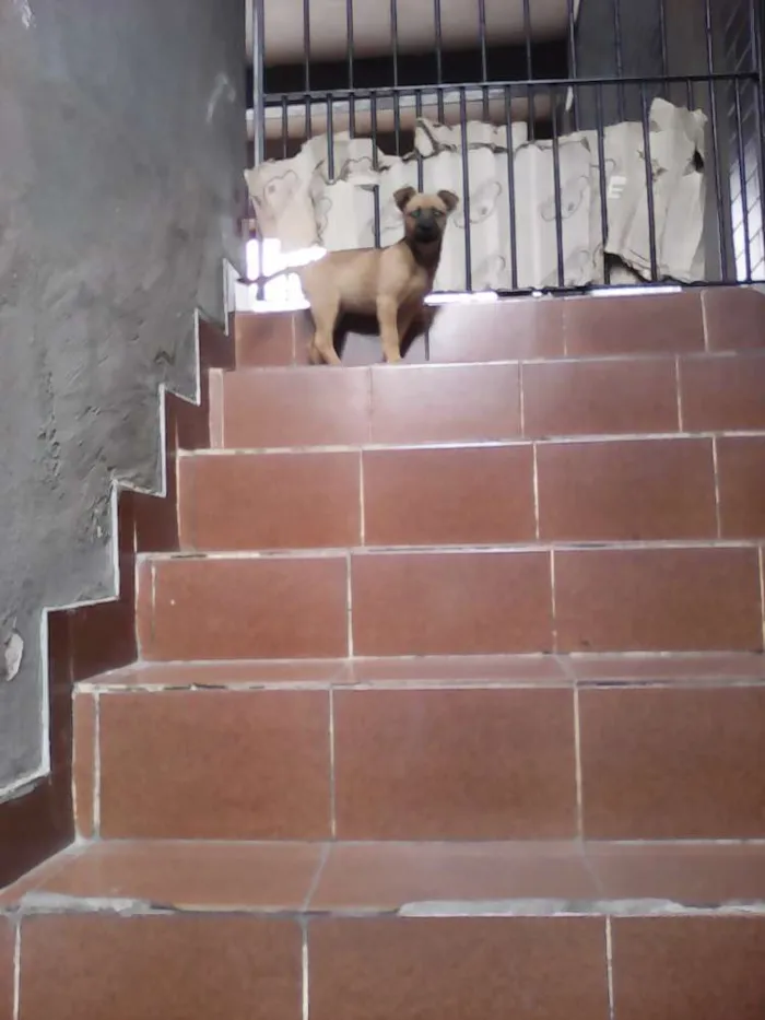 Cachorro ra a SRD idade 2 a 6 meses nome Bebezinha