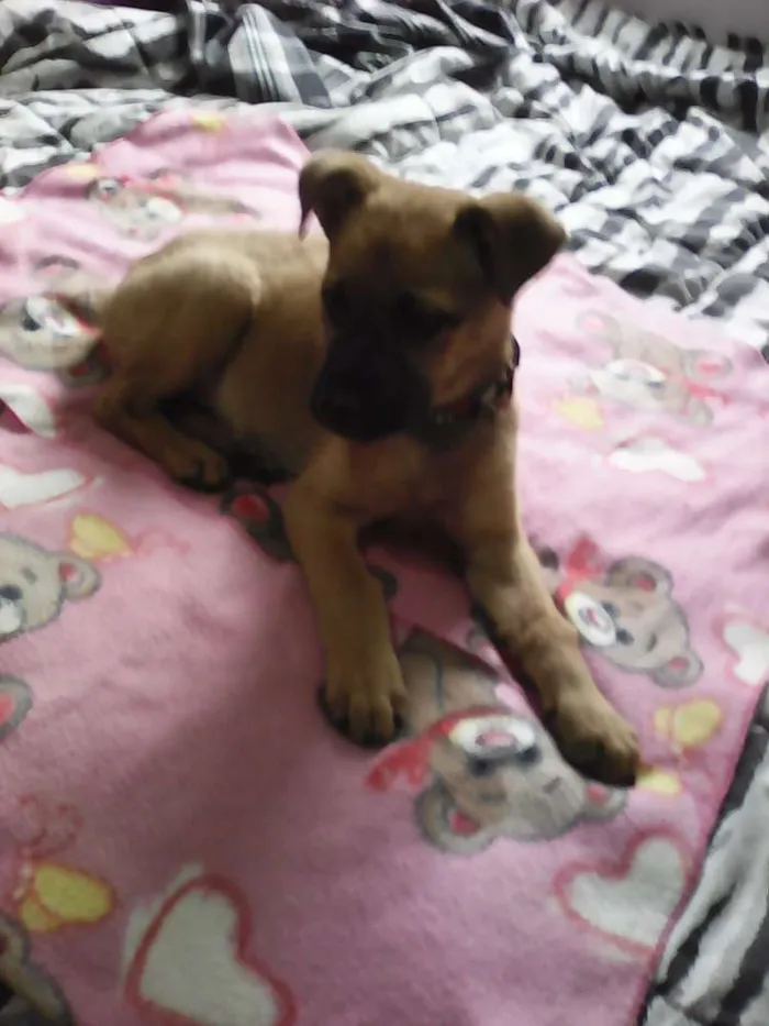 Cachorro ra a SRD idade 2 a 6 meses nome Bebezinha