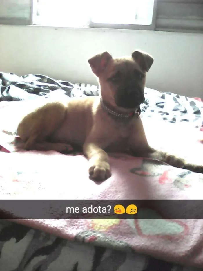 Cachorro ra a SRD idade 2 a 6 meses nome Bebezinha