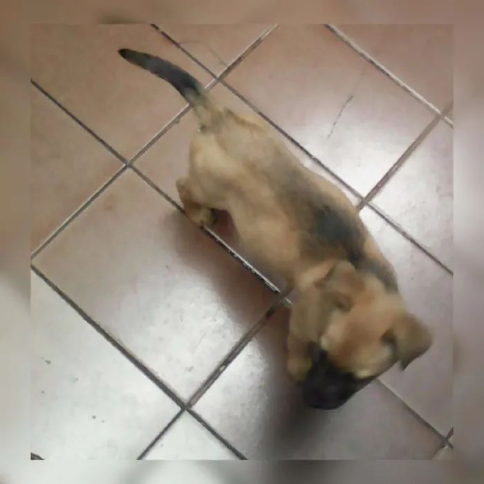 Cachorro ra a SRD idade 2 a 6 meses nome Bebezinha