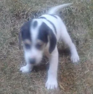 Cachorro raça vira lata idade 2 a 6 meses nome sem nome