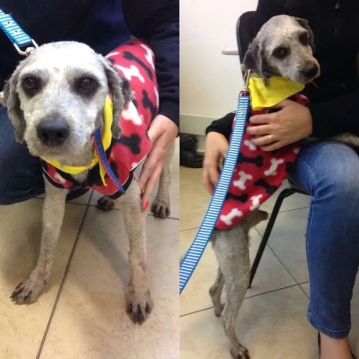 Cachorro ra a misto poodle idade 2 anos nome Não sei