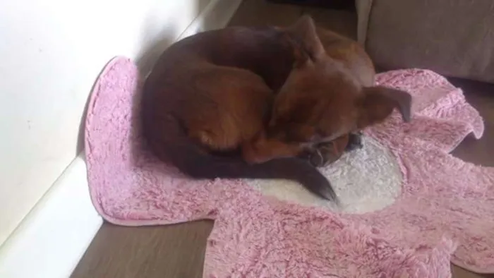 Cachorro ra a SRD idade 3 anos nome Pitica