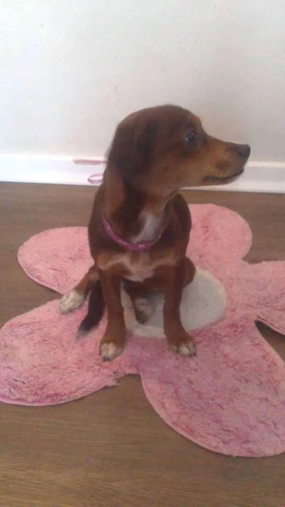 Cachorro ra a SRD idade 3 anos nome Pitica