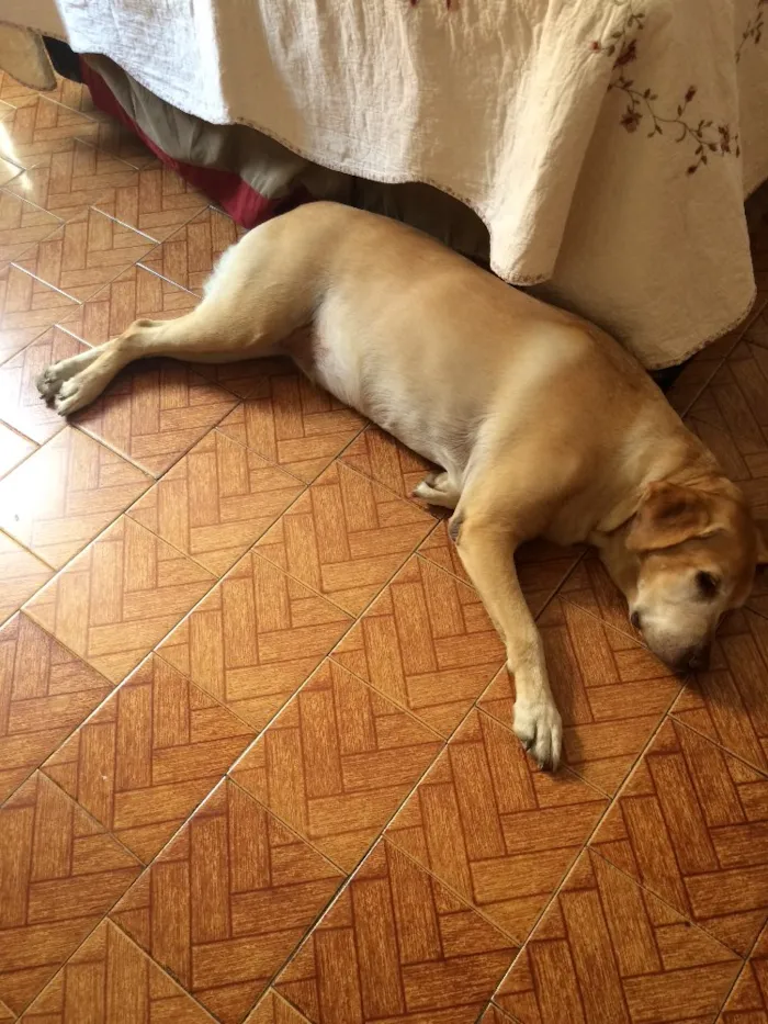 Cachorro ra a Labrador idade 5 anos nome MALU