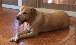 Cachorro raça Labrador idade 5 anos nome MALU