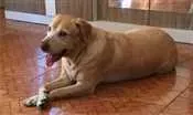 Cachorro raça Labrador idade 5 anos nome MALU