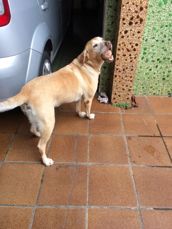 Cachorro ra a Labrador idade 5 anos nome MALU