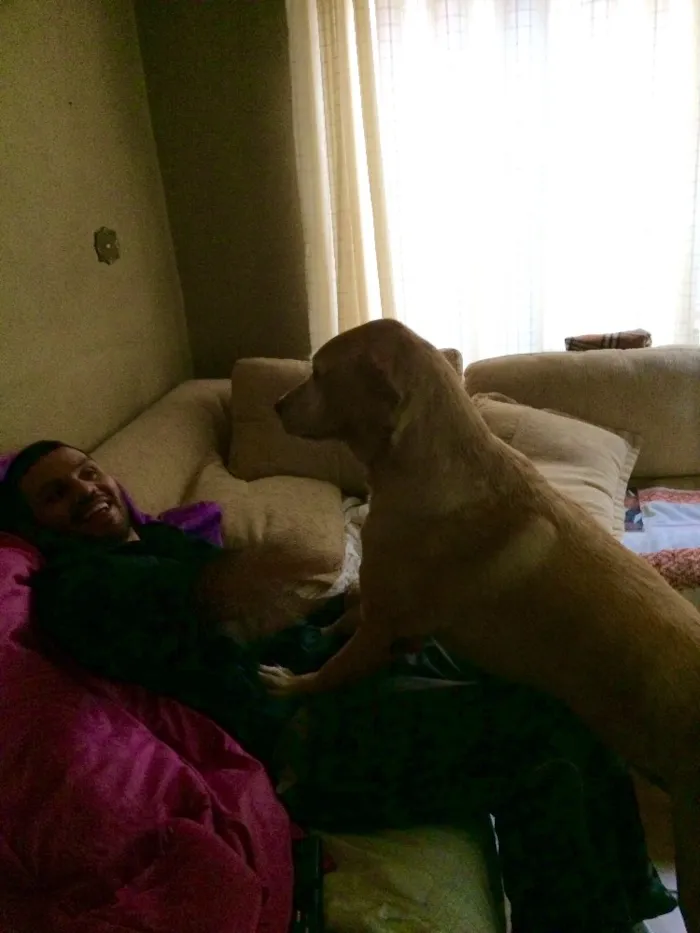 Cachorro ra a Labrador idade 5 anos nome MALU