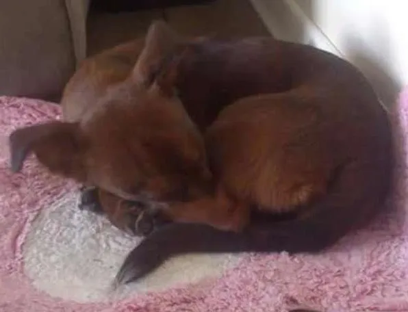 Cachorro ra a SRD idade 3 anos nome Pitica