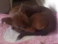 Pitica