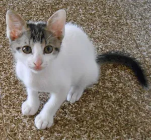 Gato raça srd idade 2 a 6 meses nome adoção