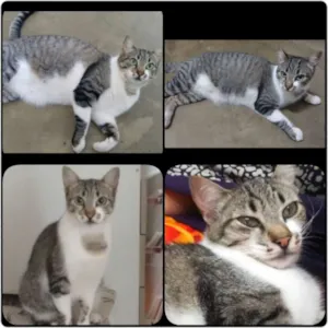 Gato raça Gato viralata idade 2 anos nome Dara