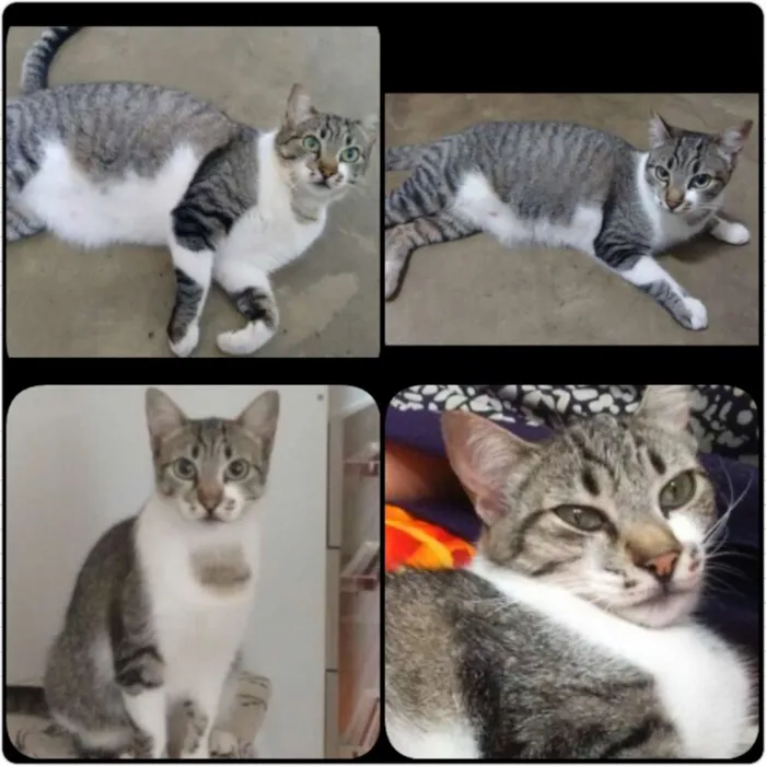 Gato ra a Gato viralata idade 2 anos nome Dara
