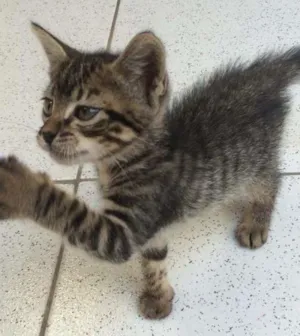 Gato raça Vira-lata idade 2 a 6 meses nome Bina