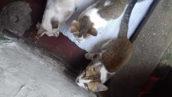 Gato ra a Viralata idade 2 a 6 meses nome Lili Du Edu