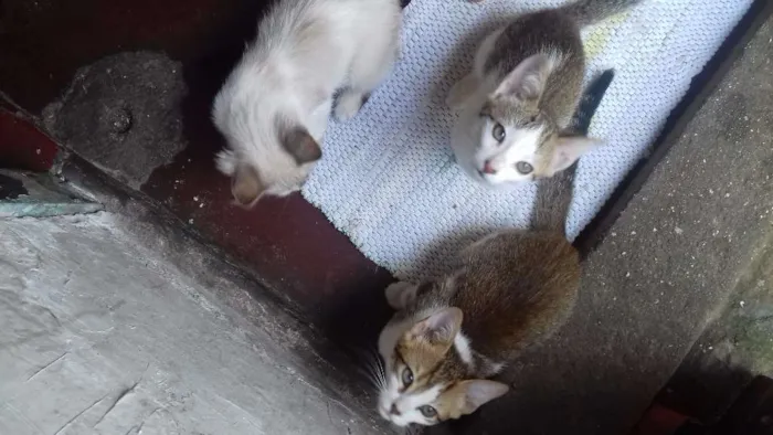 Gato ra a Viralata idade 2 a 6 meses nome Lili Du Edu