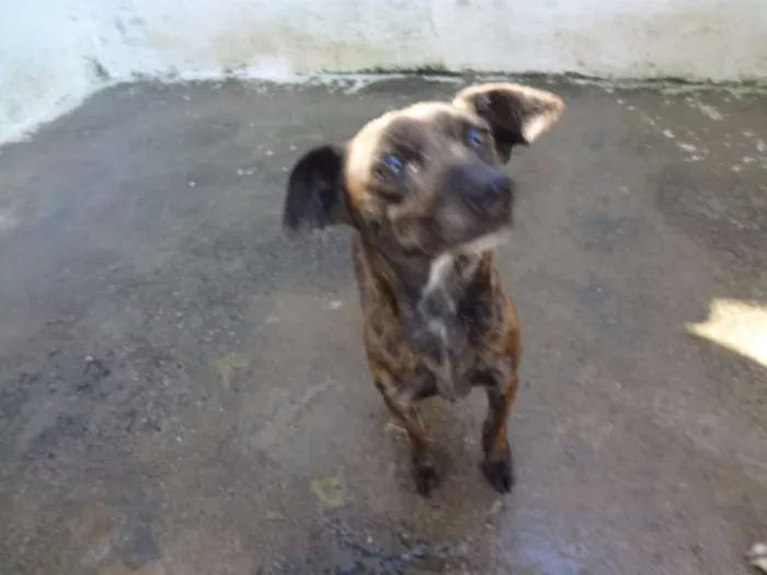 Cachorro ra a SRD idade 5 anos nome TUNICO