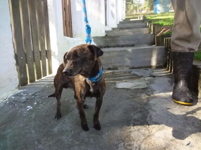 Cachorro ra a SRD idade 5 anos nome TUNICO