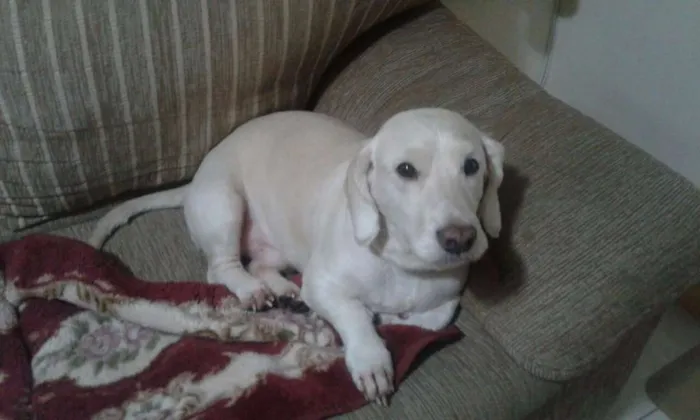 Cachorro ra a Poodle COM COOKER idade 3 anos nome BUMMER