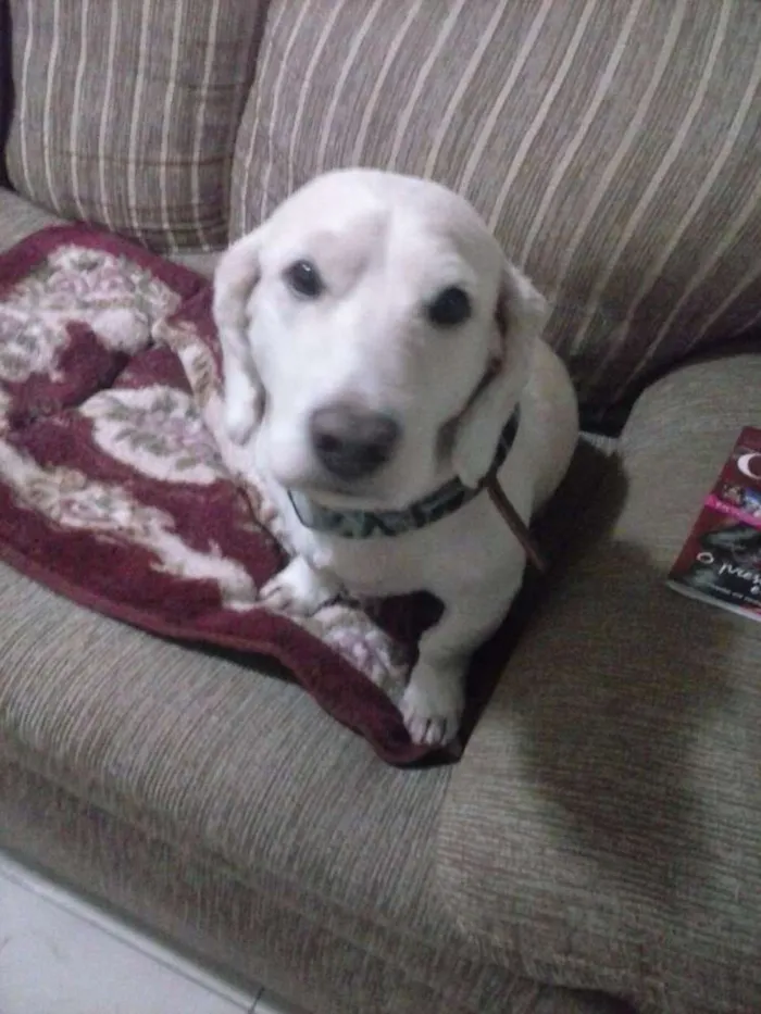 Cachorro ra a Poodle COM COOKER idade 3 anos nome BUMMER