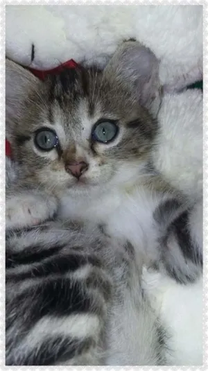 Gato raça indefinida idade Abaixo de 2 meses nome Sem nome