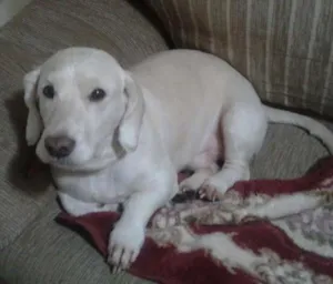 Cachorro raça Poodle COM COOKER idade 3 anos nome BUMMER