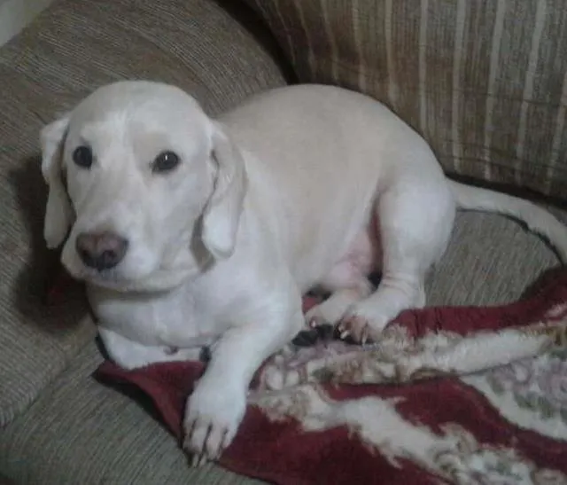 Cachorro ra a Poodle COM COOKER idade 3 anos nome BUMMER