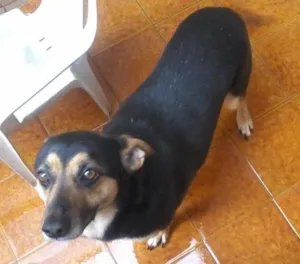 Cachorro raça indeterminada idade 4 anos nome Lolo