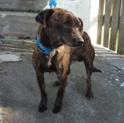 Cachorro ra a SRD idade 5 anos nome TUNICO