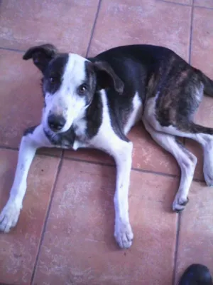 Cachorro raça nao sei idade 1 ano nome nao sei
