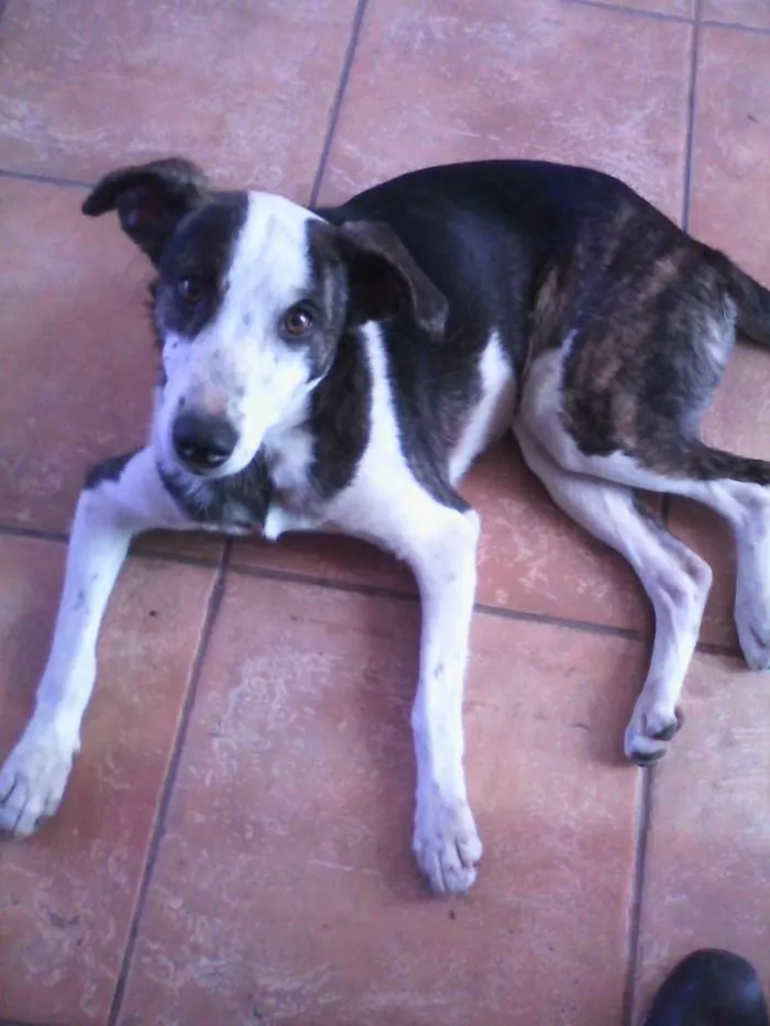 Cachorro ra a nao sei idade 1 ano nome nao sei