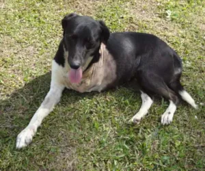 Cachorro raça SRD idade 3 anos nome MANY