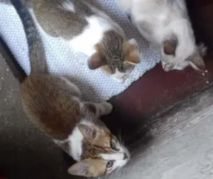 Gato raça Viralata idade 2 a 6 meses nome Lili Du Edu