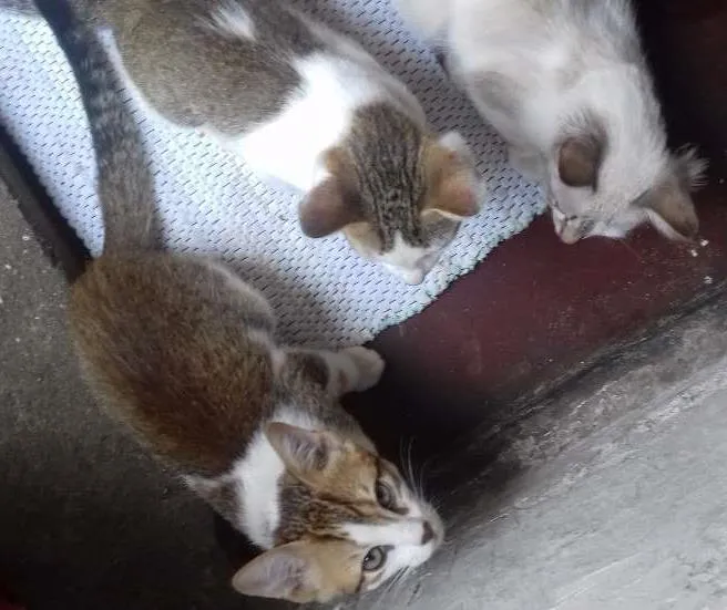 Gato ra a Viralata idade 2 a 6 meses nome Lili Du Edu