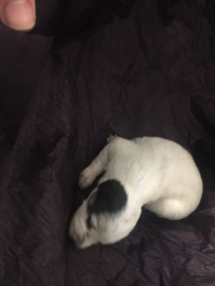 Cachorro ra a SRD idade Abaixo de 2 meses nome rescem nascido