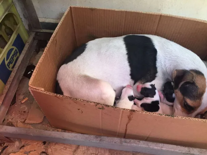 Cachorro ra a SRD idade Abaixo de 2 meses nome rescem nascido