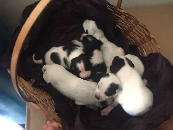 Cachorro ra a SRD idade Abaixo de 2 meses nome rescem nascido