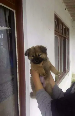 Cachorro raça Xaxau idade 2 a 6 meses nome Bolinha