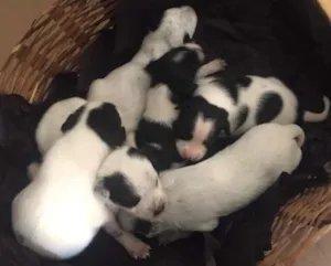 Cachorro raça SRD idade Abaixo de 2 meses nome rescem nascido