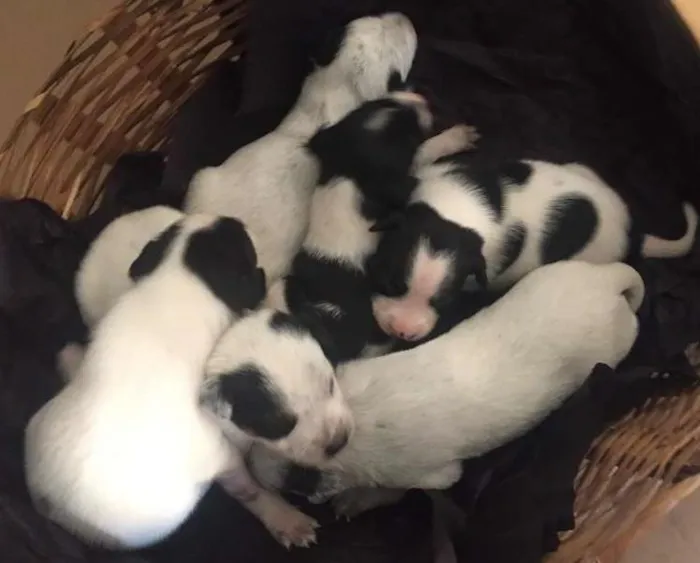 Cachorro ra a SRD idade Abaixo de 2 meses nome rescem nascido
