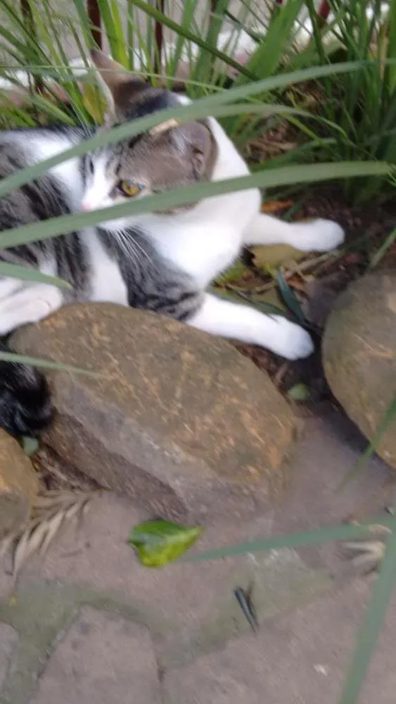 Gato ra a Srd idade 7 a 11 meses nome Rodolfo 