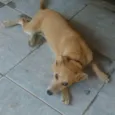 Mel