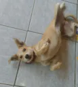 Mel