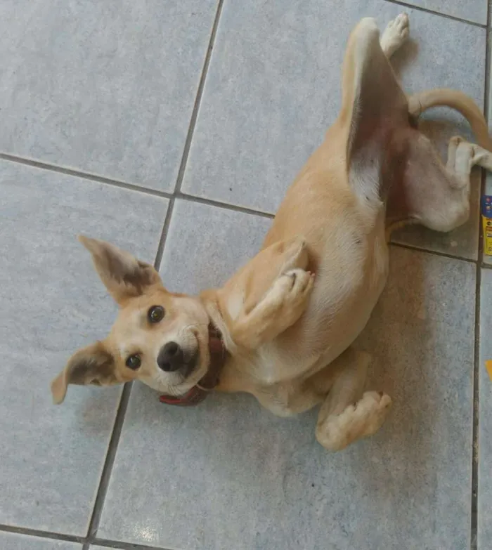 Cachorro raça viralata idade 2 a 6 meses nome Mel