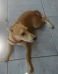 Mel
