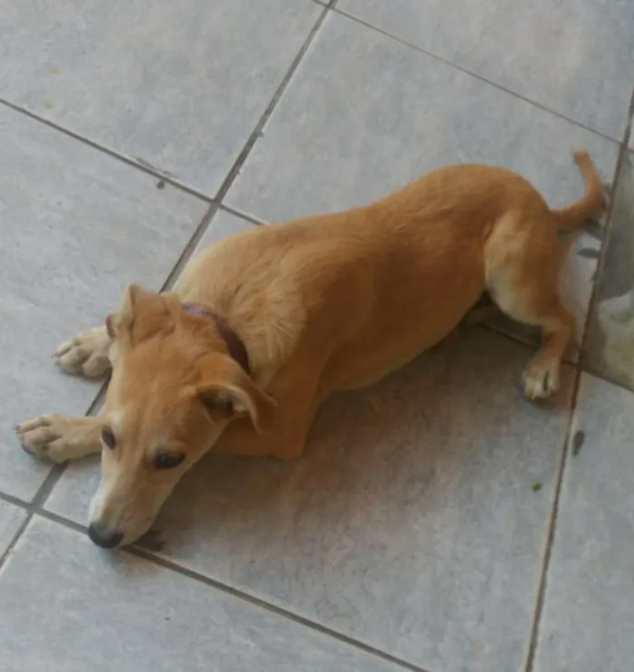 Cachorro raça viralata idade 2 a 6 meses nome Mel