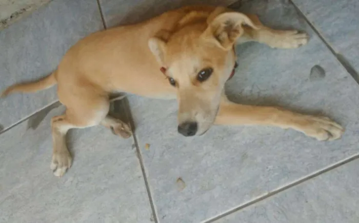 Cachorro raça viralata idade 2 a 6 meses nome Mel