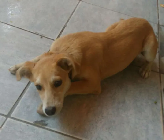 Cachorro raça viralata idade 2 a 6 meses nome Mel