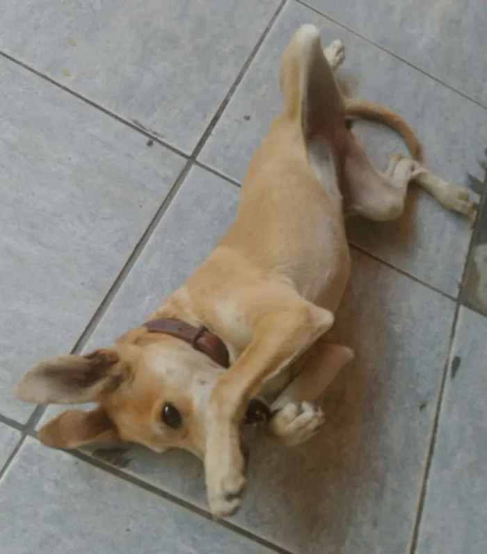 Cachorro raça viralata idade 2 a 6 meses nome Mel